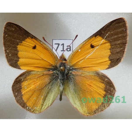 Colias electo manengoubensis Darge, 1968 male Cameroon71a